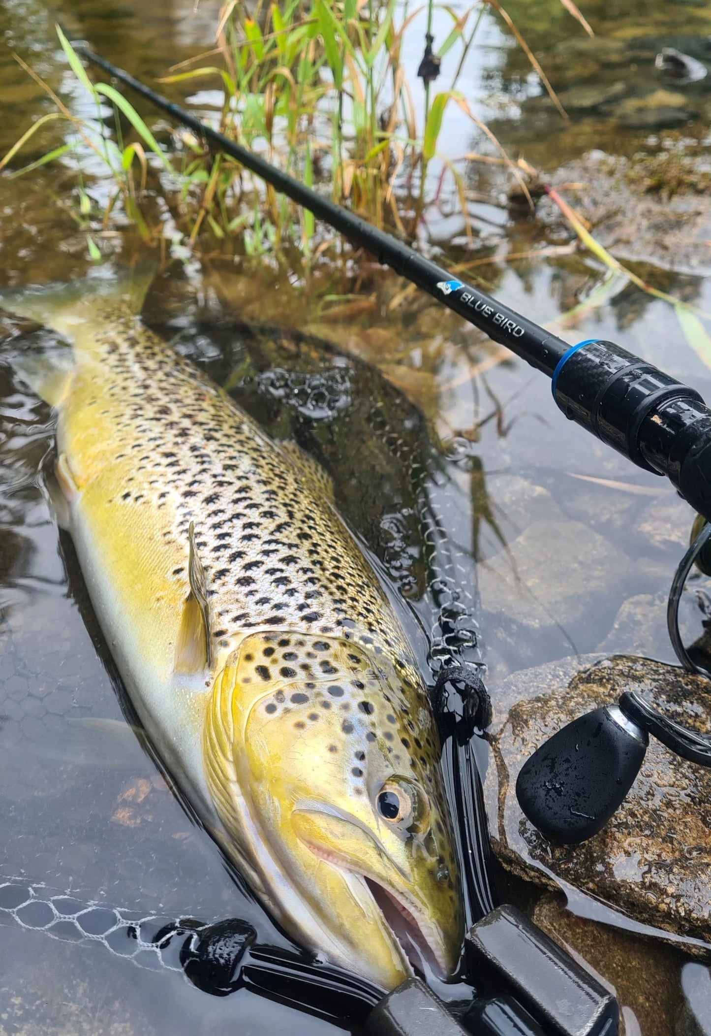 Rods Favorite Blue Bird 1.83-2.51m/0.5-16g